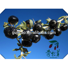 China Großhandel Bio zertifiziert getrocknete schwarze Goji-Beere